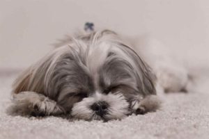 shih-tzu-separation-anxiety separation-anxiety-issues-in-shih-tzu